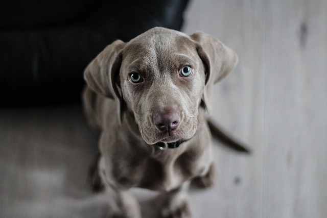 Opdag de mange fordele ved flydende b-vitamin til hunde